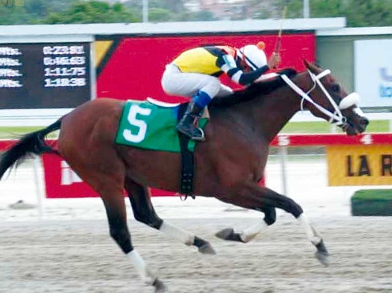 King Champ se destaca en el Grano de Oro