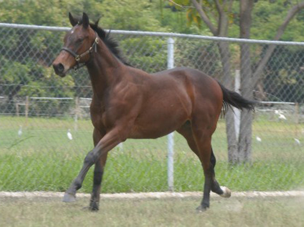 Fina Estampa-Hipismo