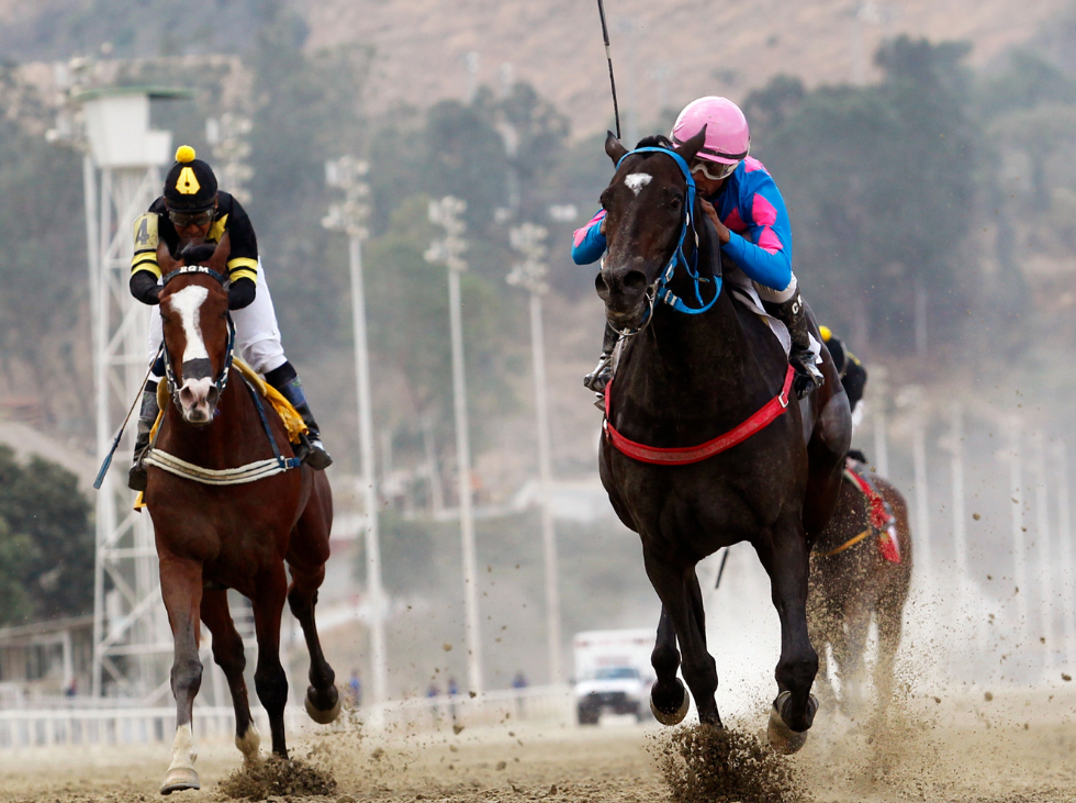 Caballos