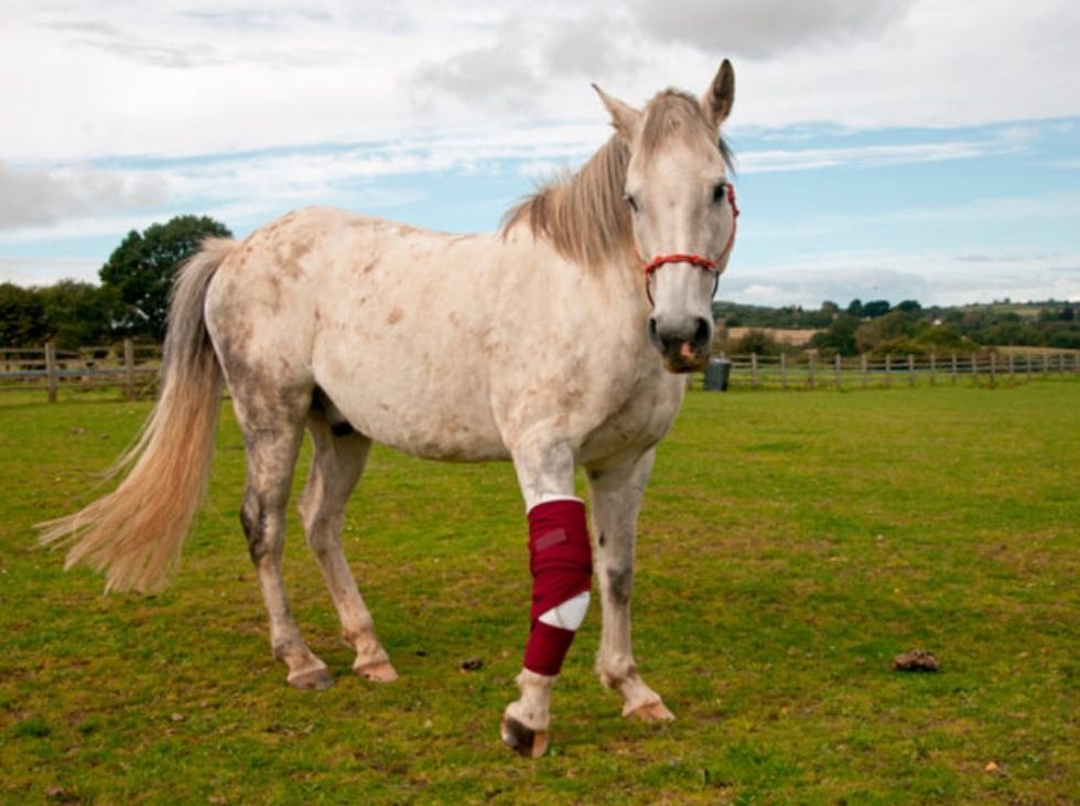 Fractura de caballo