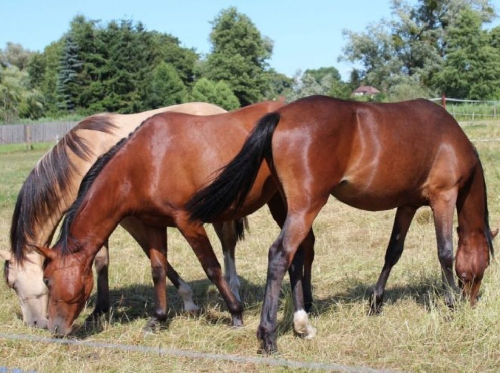 Caballos