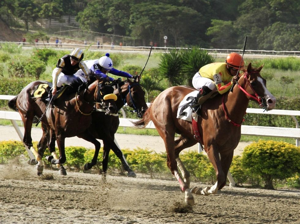 Caballos (1)