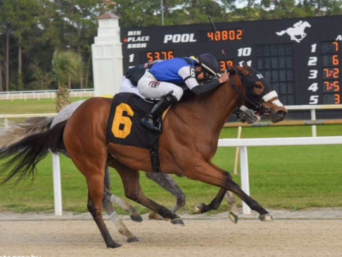 Hipismo
