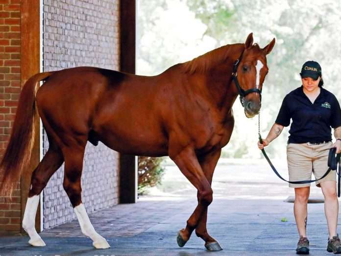 Curlin