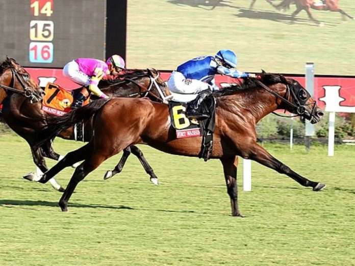 Junior Alvarado (foto: colonial downs) Junior Alvarado (foto: colonial downs)