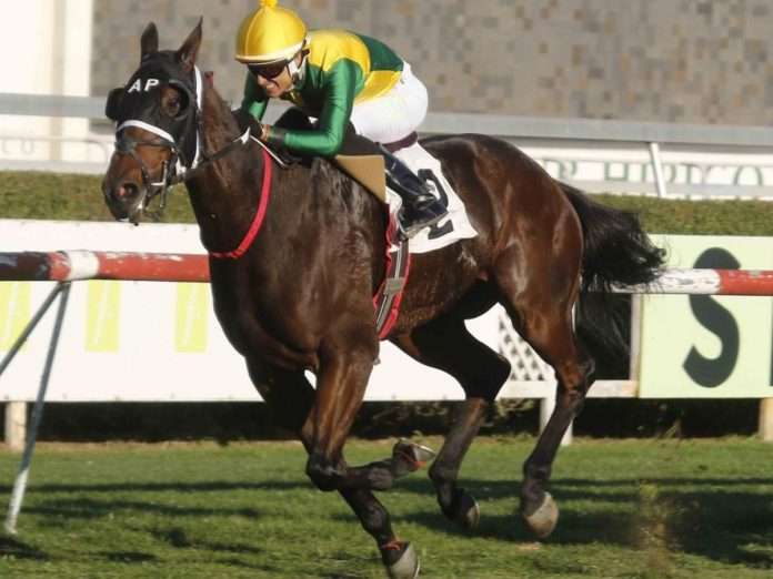 Medjool (Foto: Hipódromo de Chile)